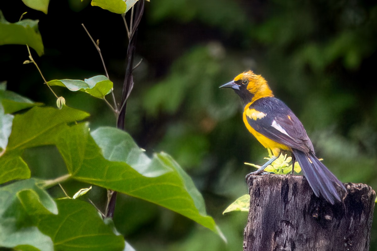 White-edged Oriole - ML637022263