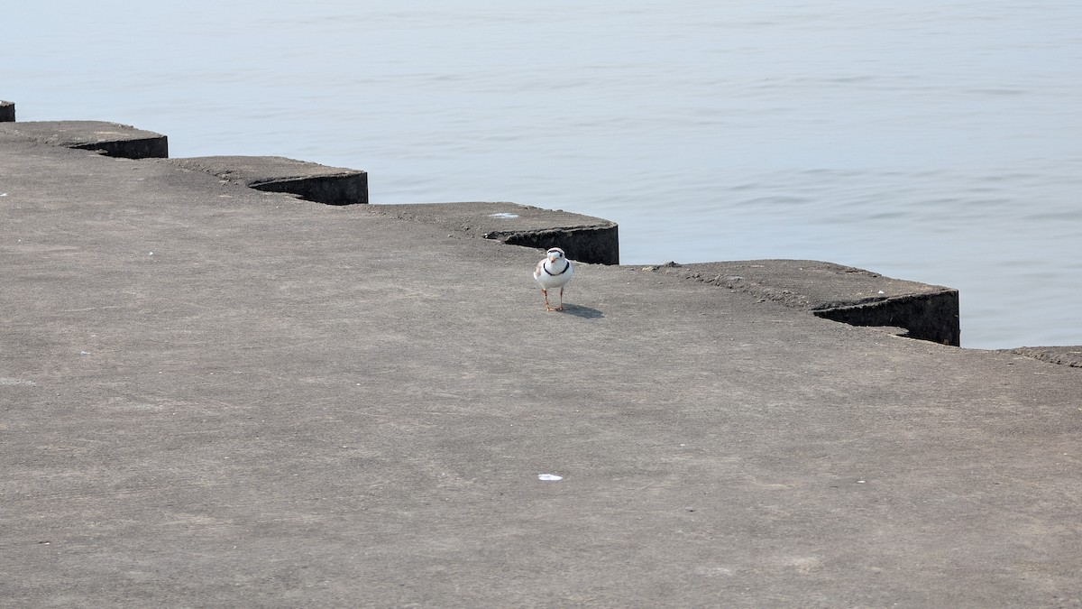 Piping Plover - ML637022274