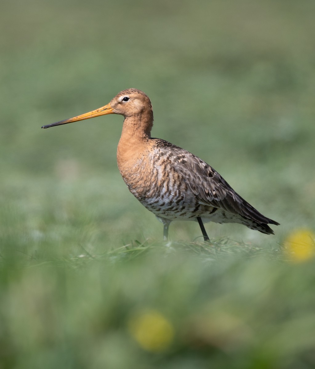 Black-tailed Godwit - ML637022315