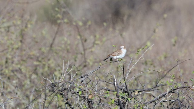 Fawn-colored Lark (Foxy) - ML637022320