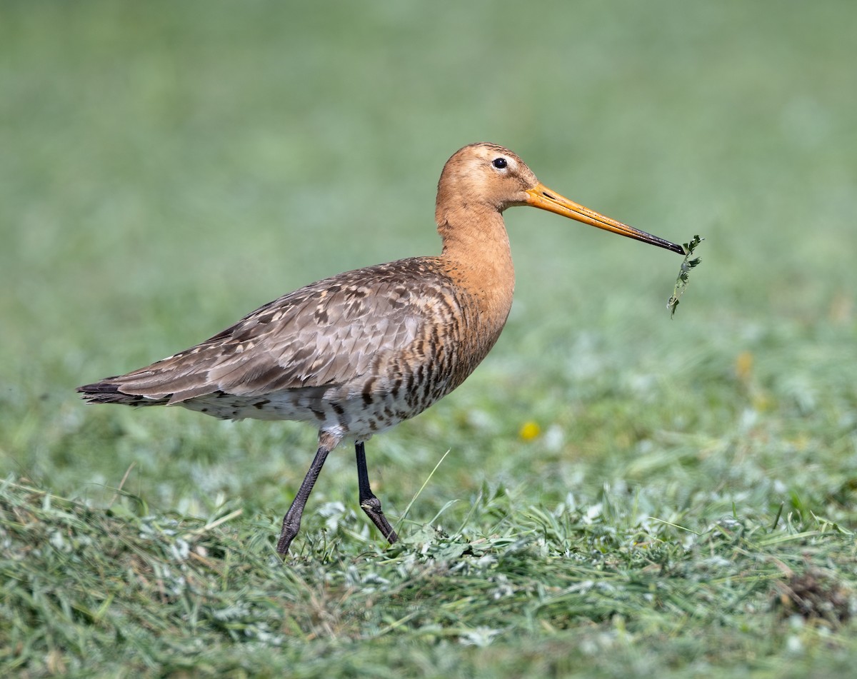 Black-tailed Godwit - ML637022325