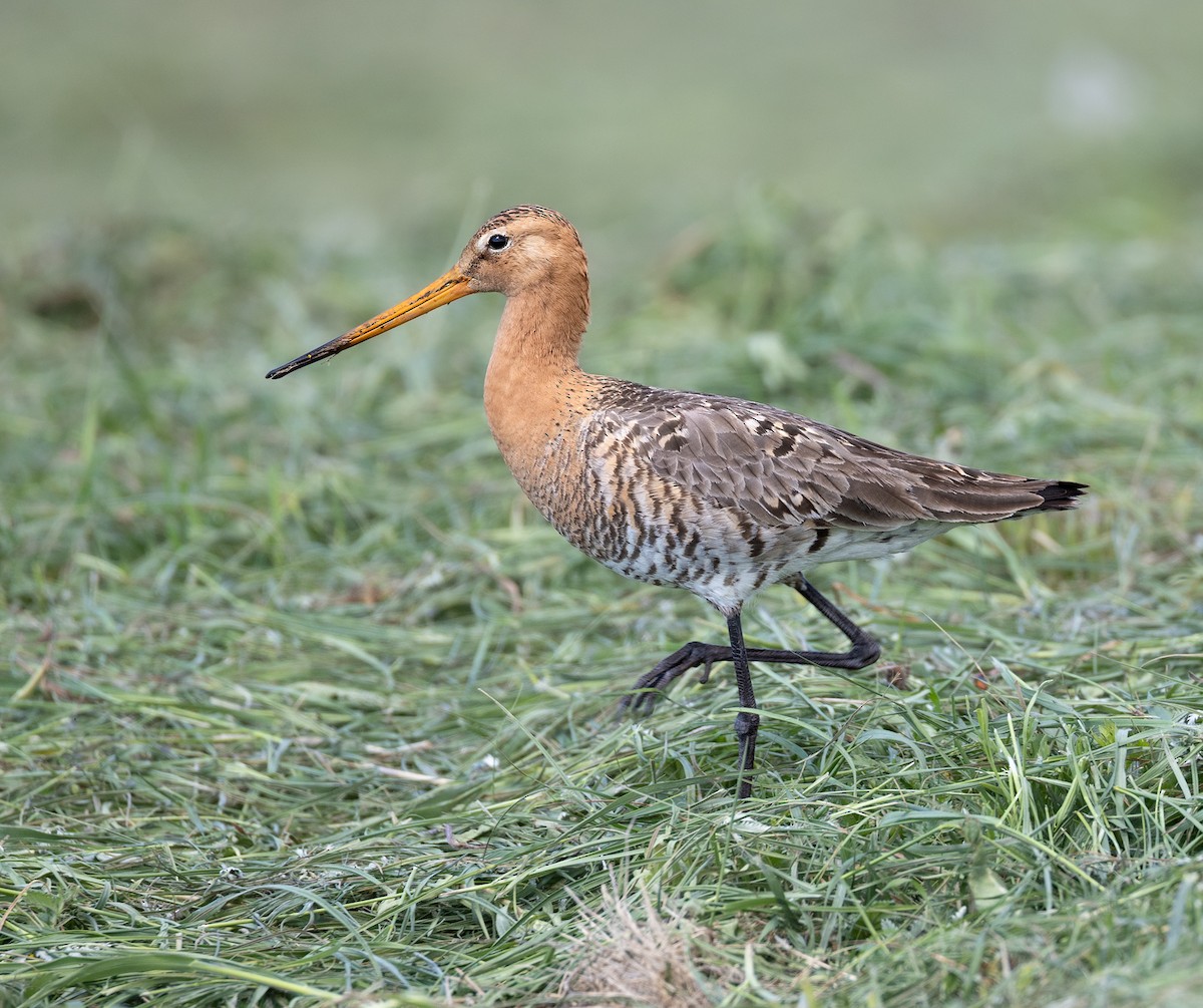 Black-tailed Godwit - ML637022329