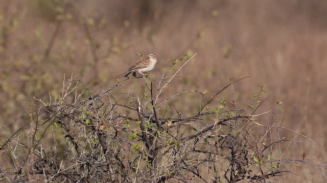 Fawn-colored Lark (Foxy) - ML637022331