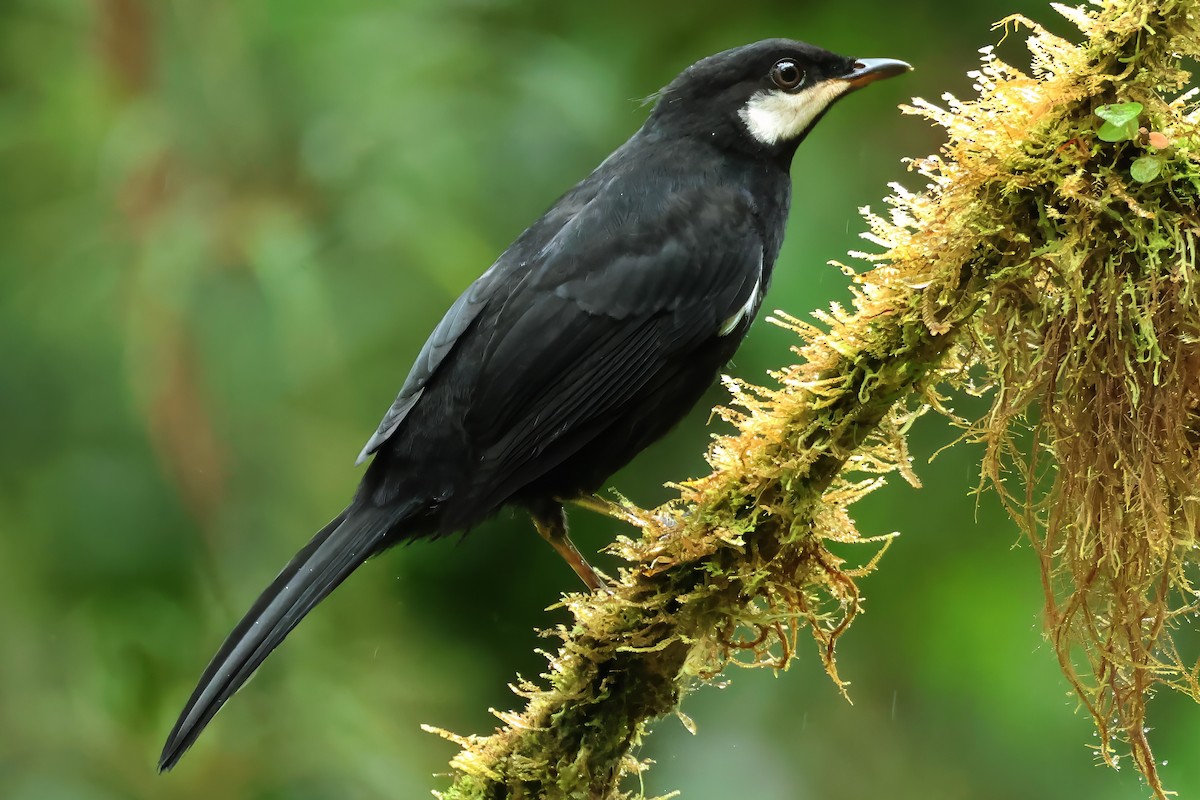 Black Solitaire - ML637022395