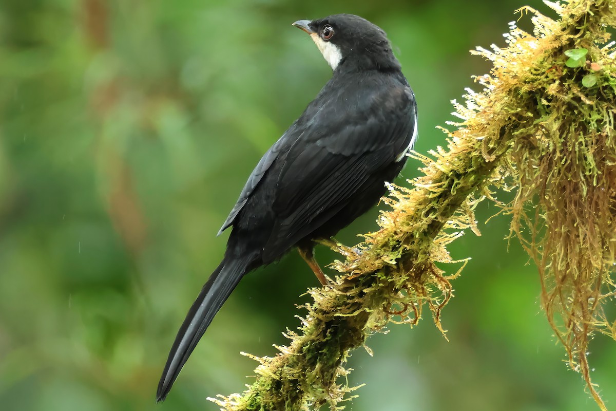 Black Solitaire - ML637022397
