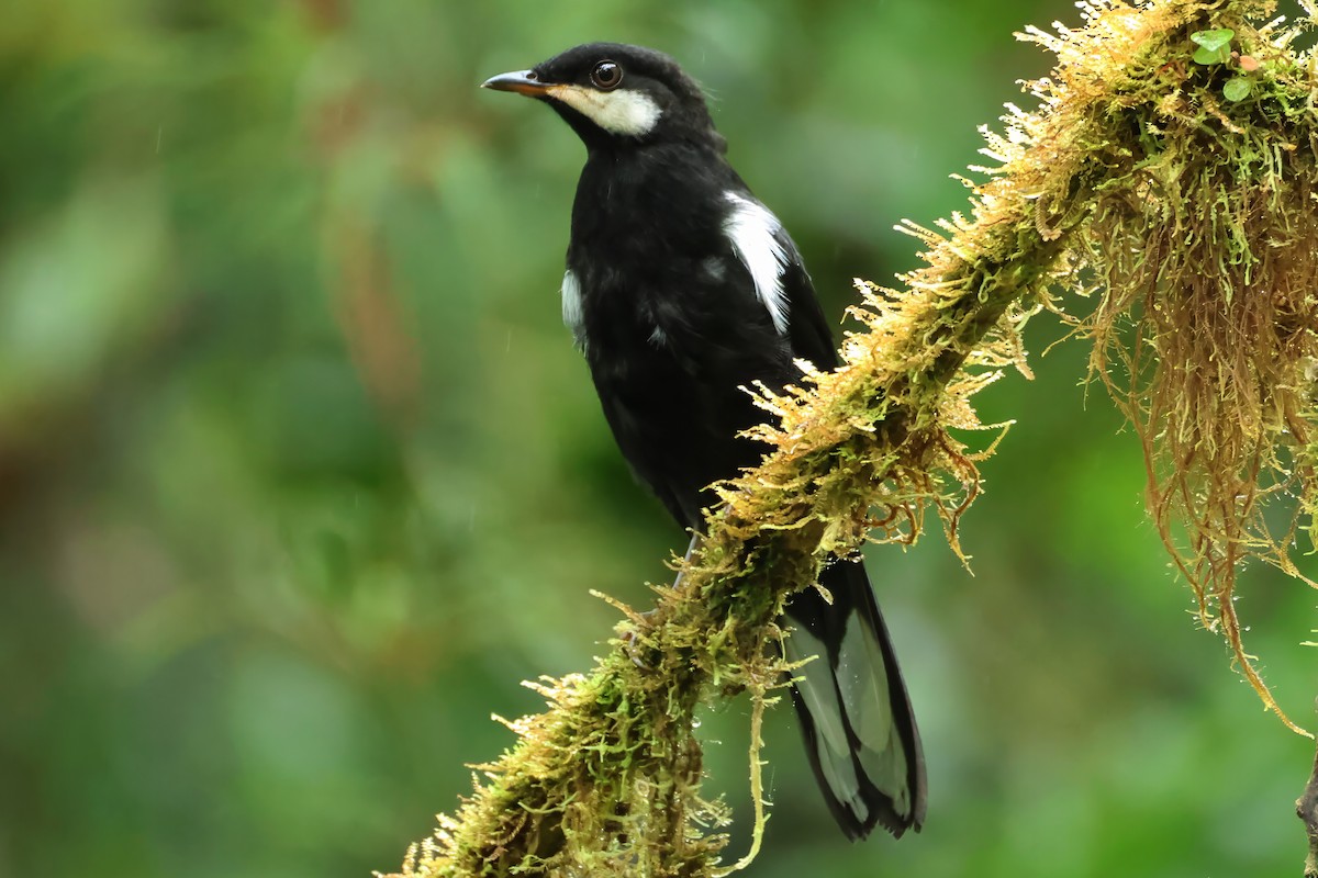 Black Solitaire - ML637022400