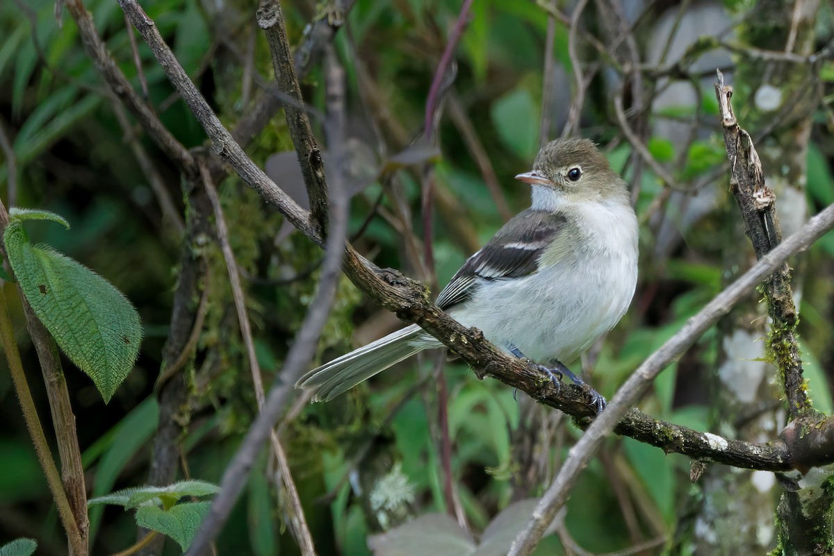 White-crested Elaenia - ML637022405