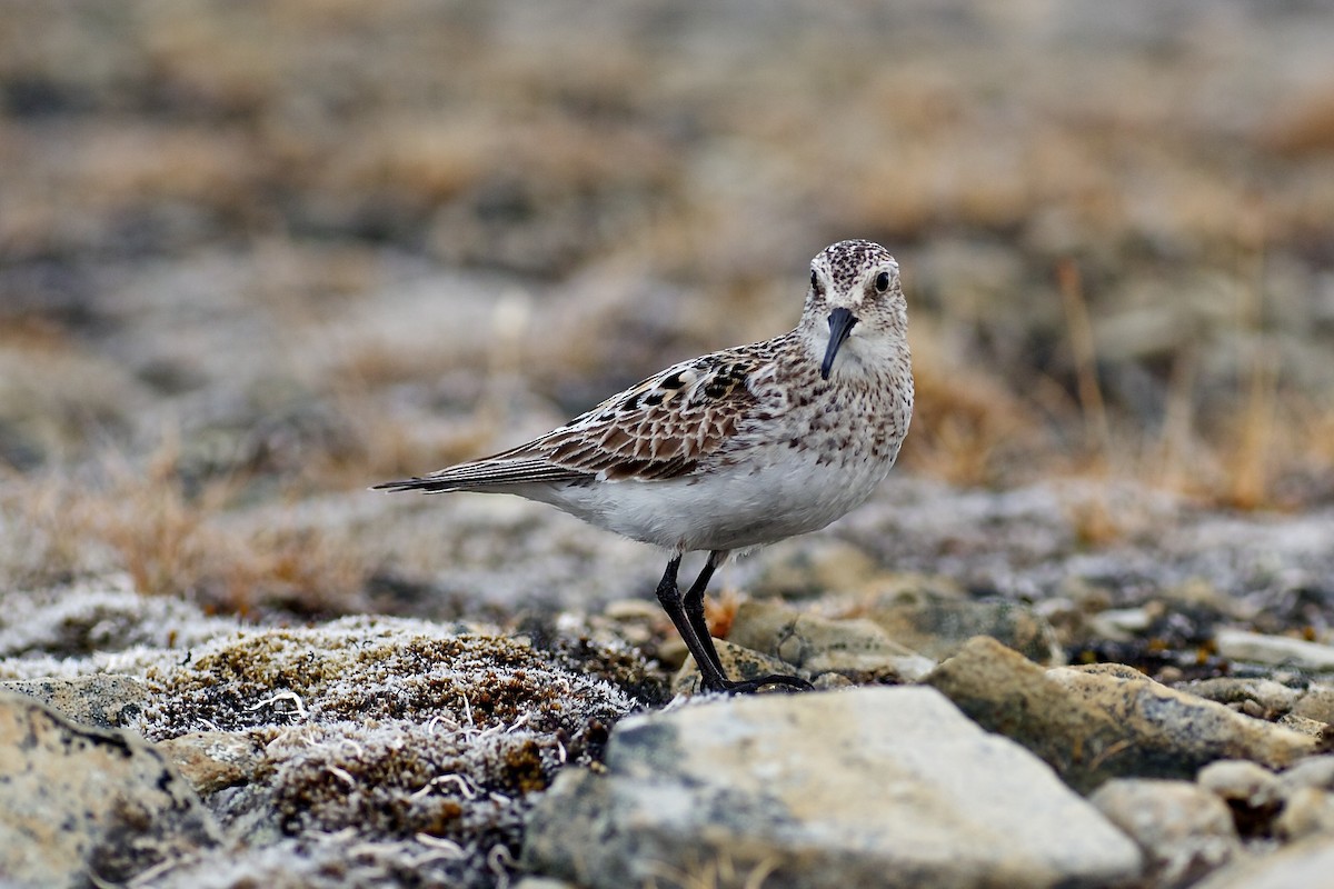 Baird's Sandpiper - ML637022420