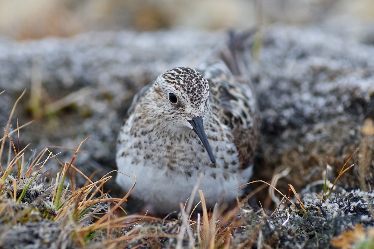 Baird's Sandpiper - ML637022427