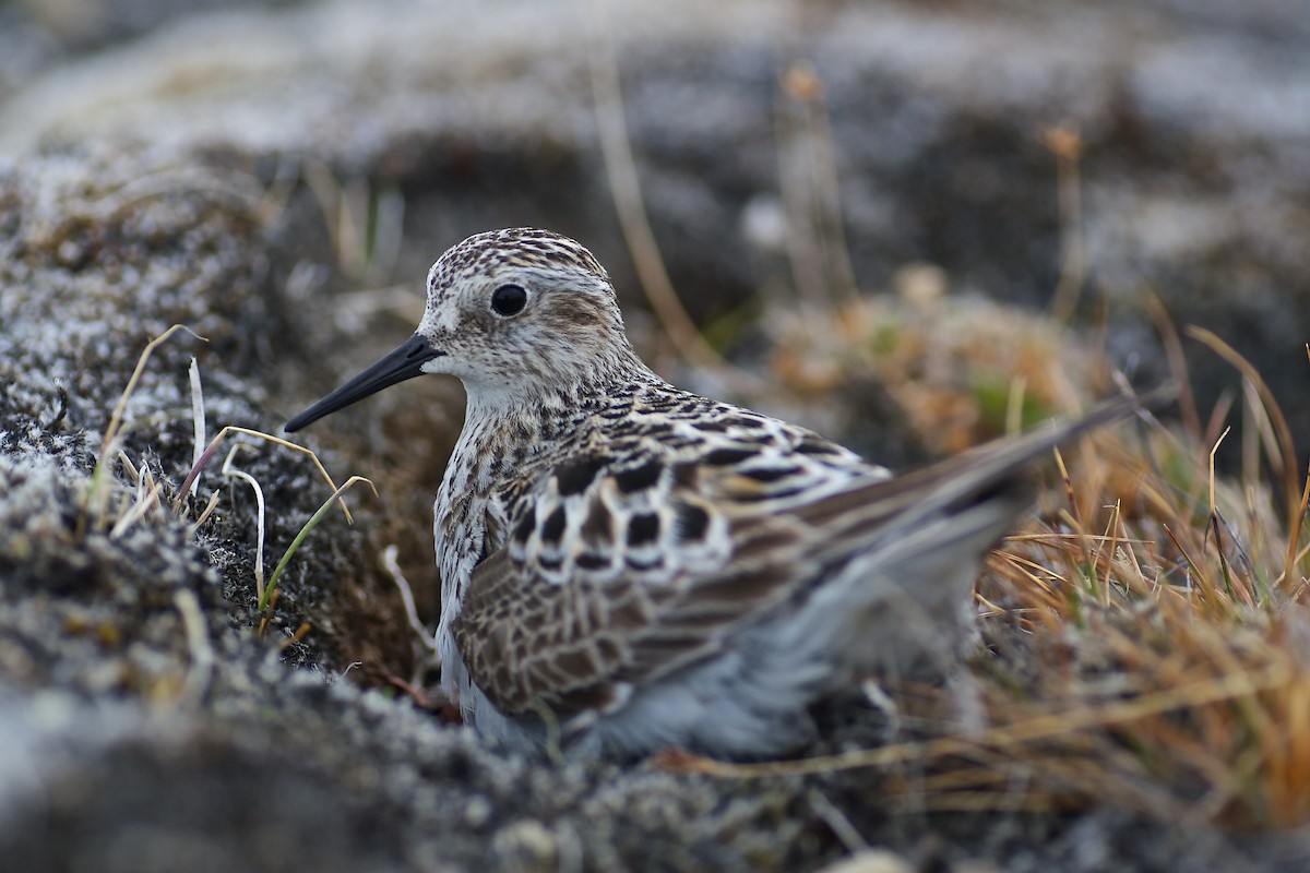 Baird's Sandpiper - ML637022429