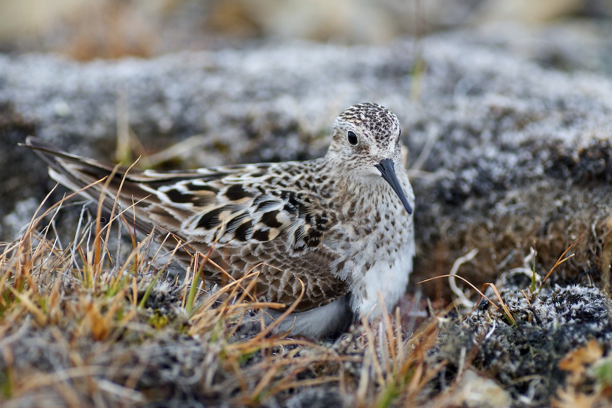 Baird's Sandpiper - ML637022433