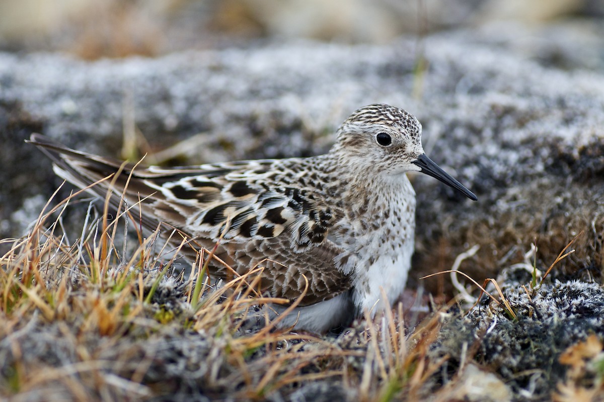 Baird's Sandpiper - ML637022435
