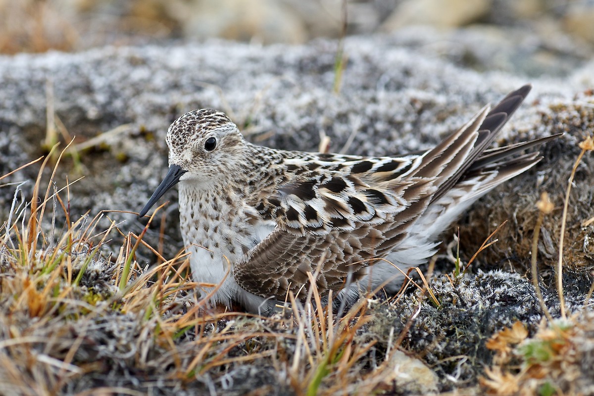 Baird's Sandpiper - ML637022436