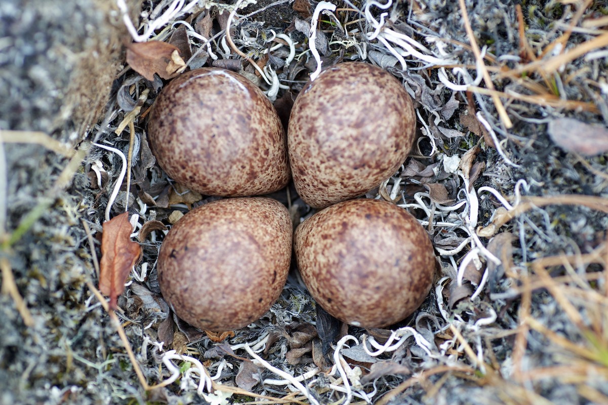 Baird's Sandpiper - ML637022437