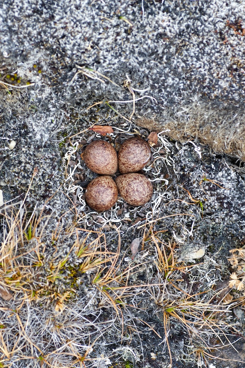 Baird's Sandpiper - ML637022438
