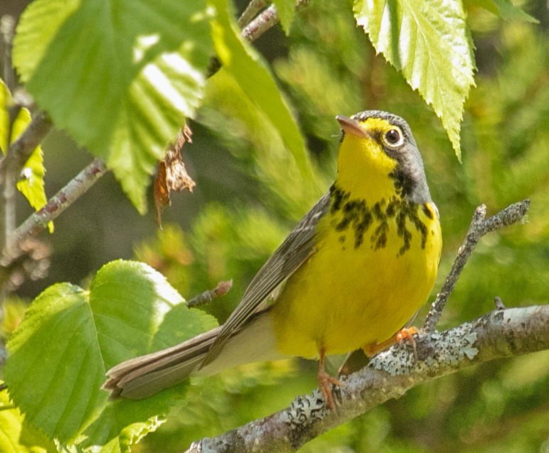 Canada Warbler - ML637022488