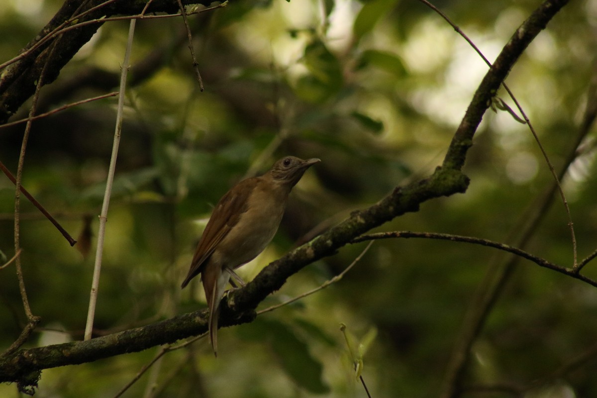 Pale-vented Thrush - ML637022531
