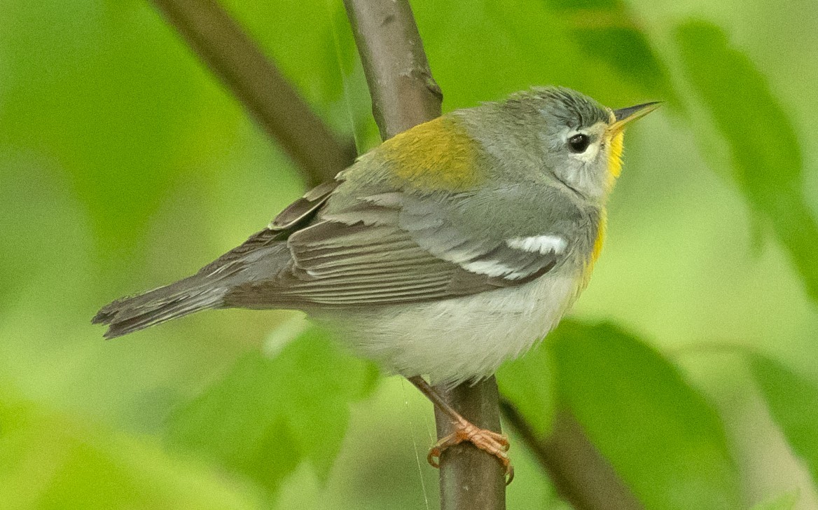 Northern Parula - ML637022544