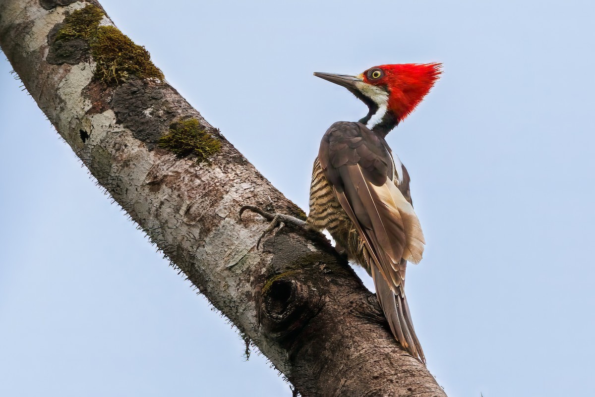 Guayaquil Woodpecker - ML637022697
