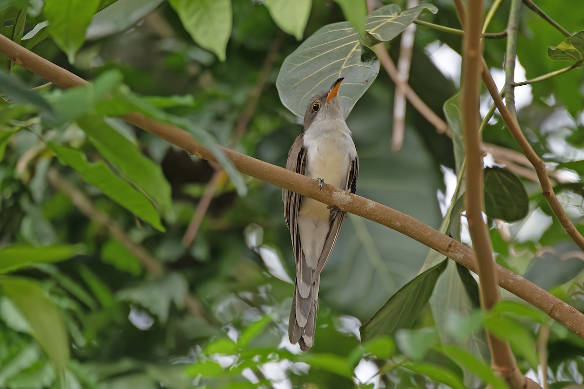Yellow-billed Cuckoo - ML637022808