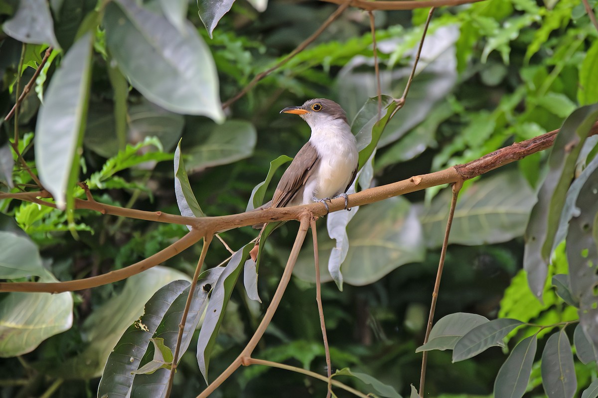 Yellow-billed Cuckoo - ML637022809