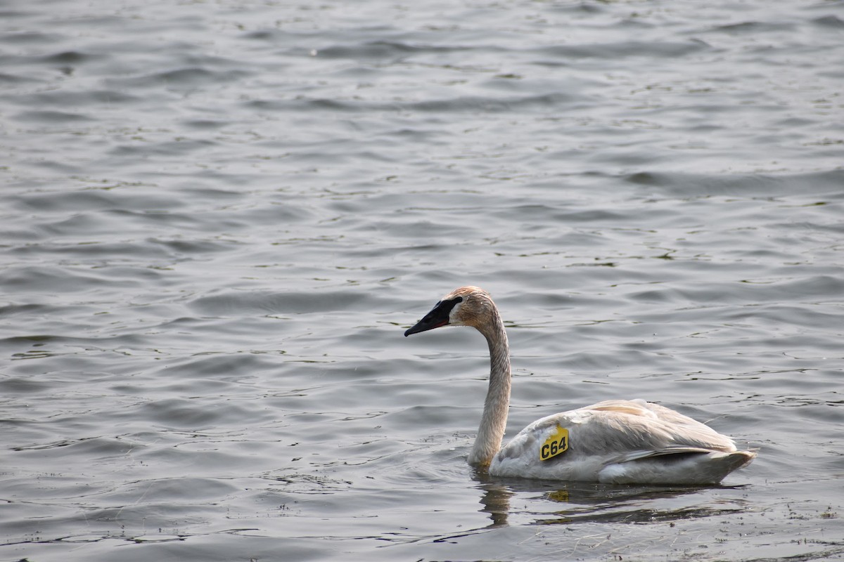 Trumpeter Swan - ML637022819