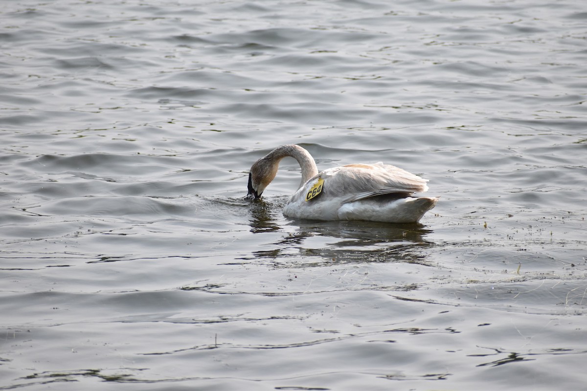 Trumpeter Swan - ML637022822