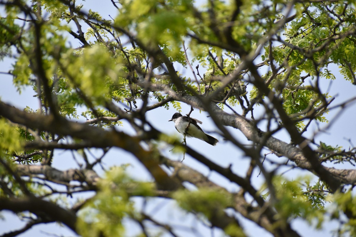 Eastern Kingbird - ML637022843