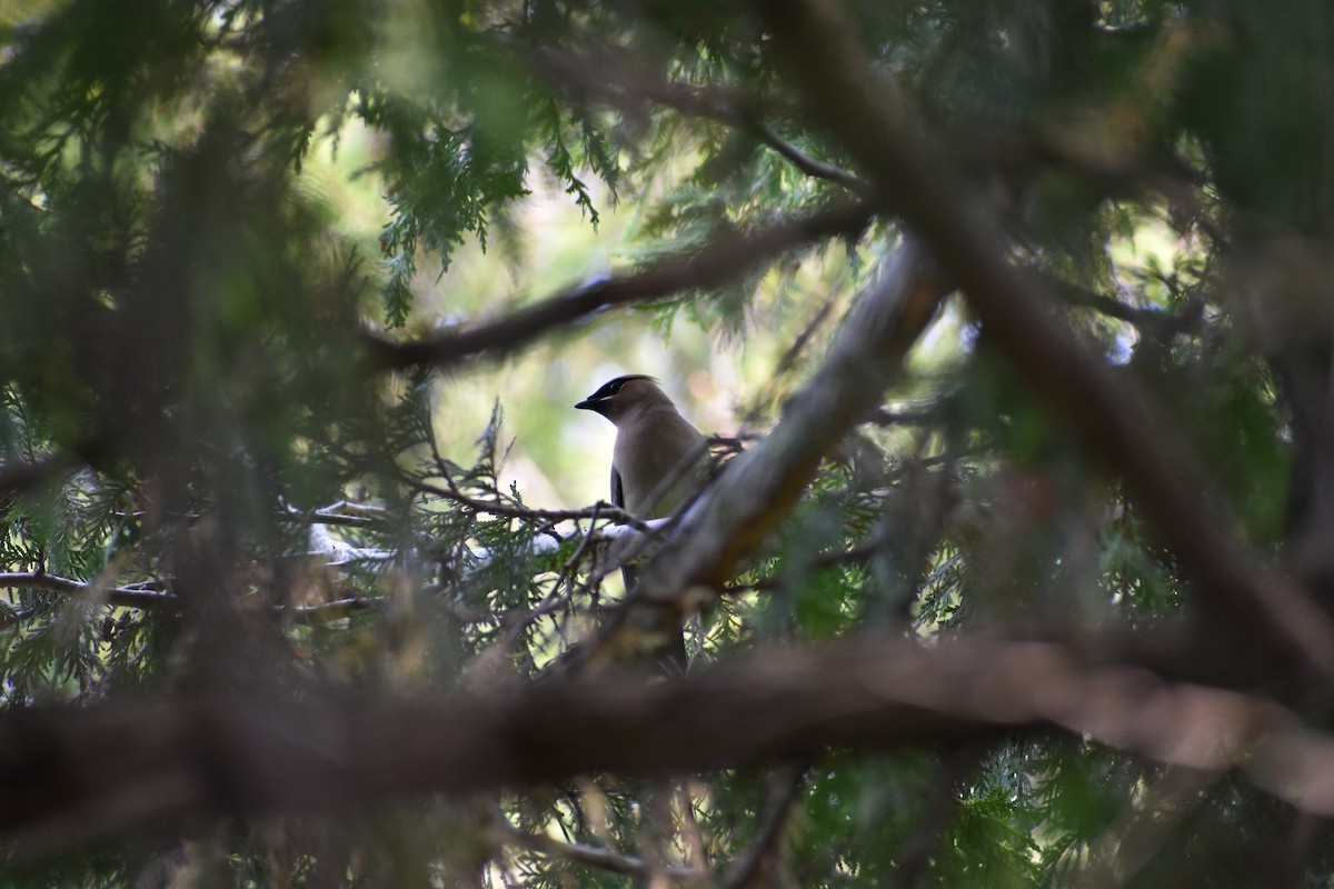 Cedar Waxwing - ML637022872