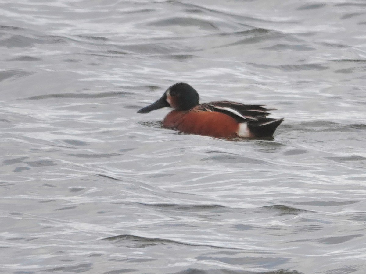 Cinnamon Teal x Northern Shoveler (hybrid) - ML637022874