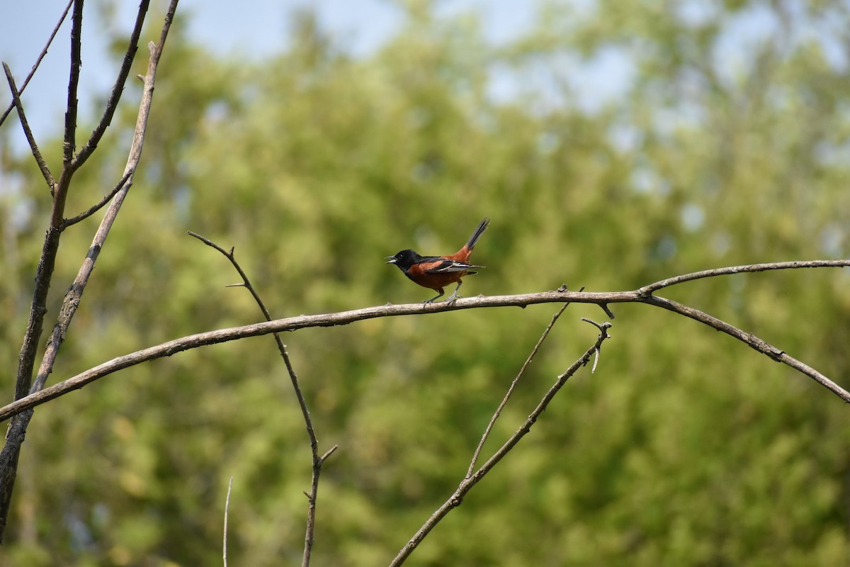 Orchard Oriole - ML637022884