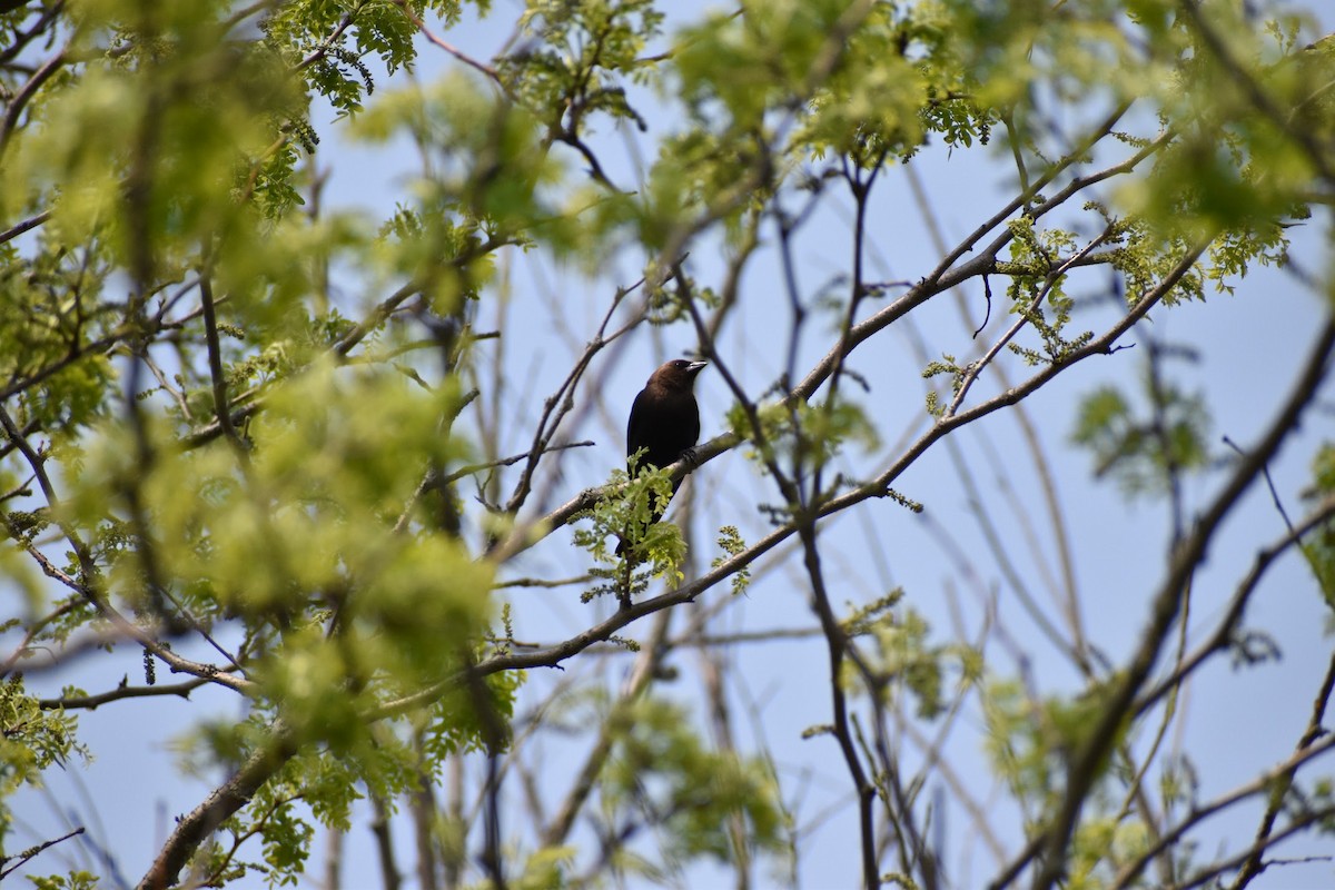 Brown-headed Cowbird - ML637022899