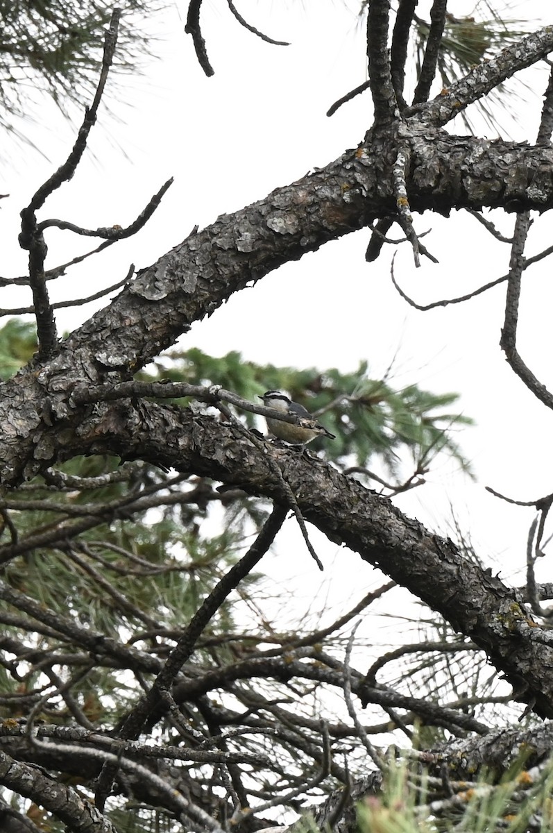Red-breasted Nuthatch - ML637022900