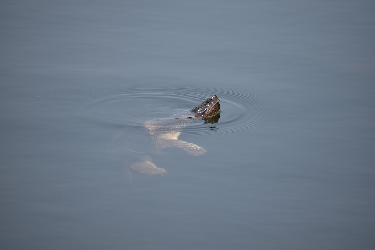 Common Snapping Turtle - ML637022903