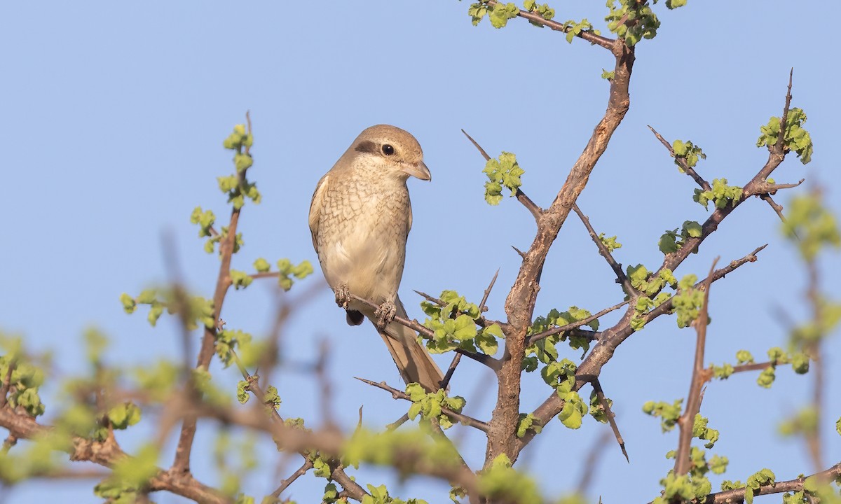 Red-tailed/Isabelline Shrike - ML637022950