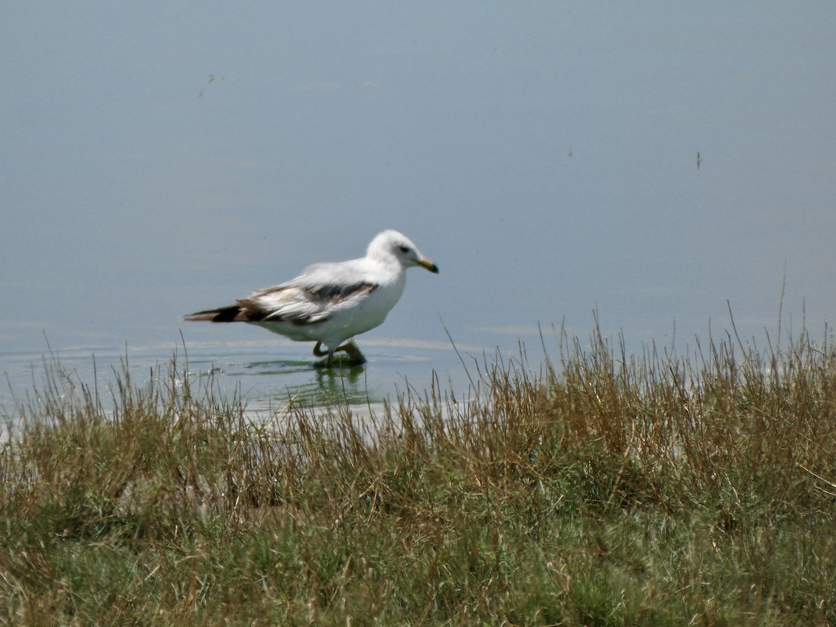 Ring-billed Gull - ML637023044