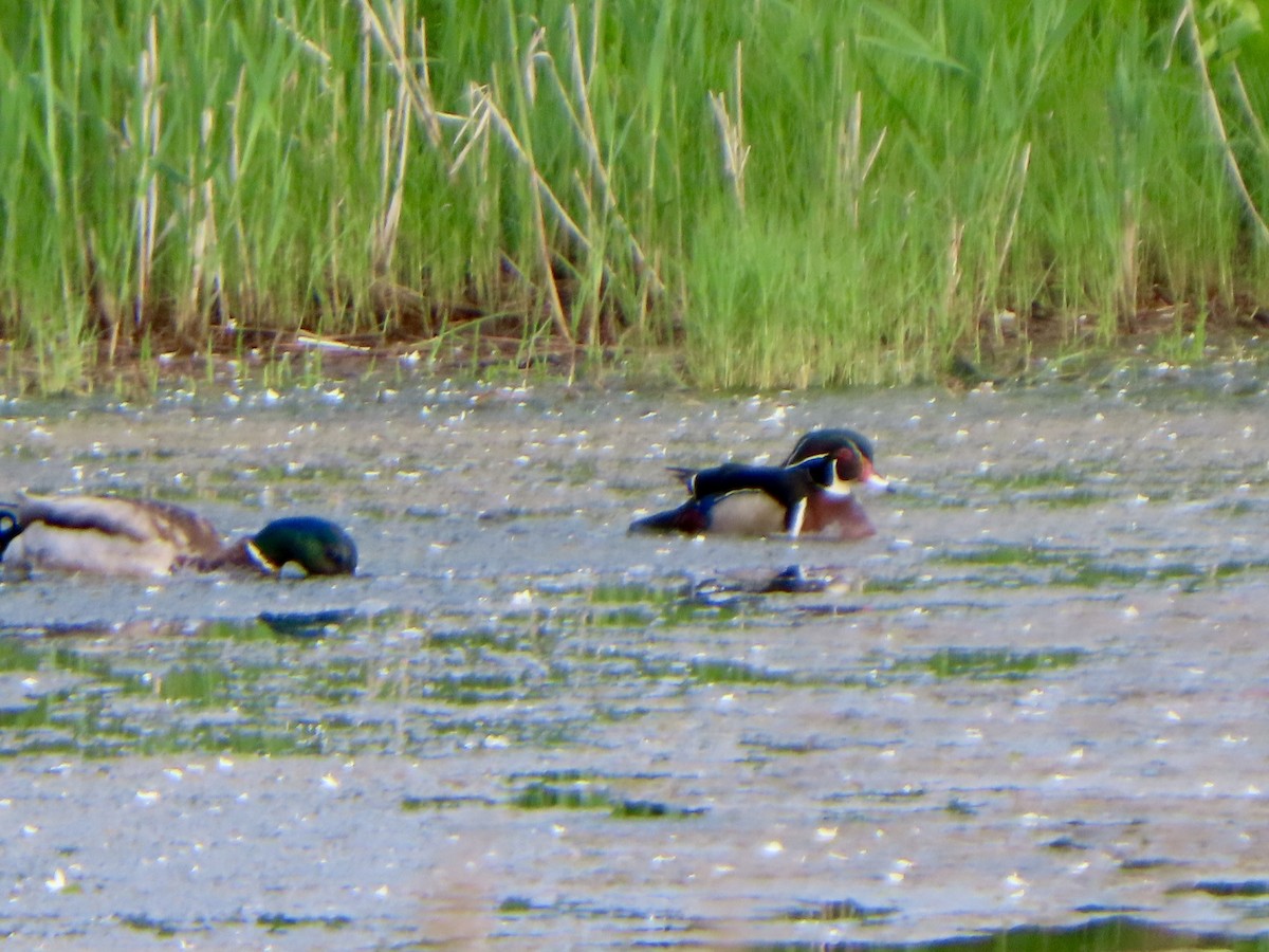 アメリカオシ - ML637023082