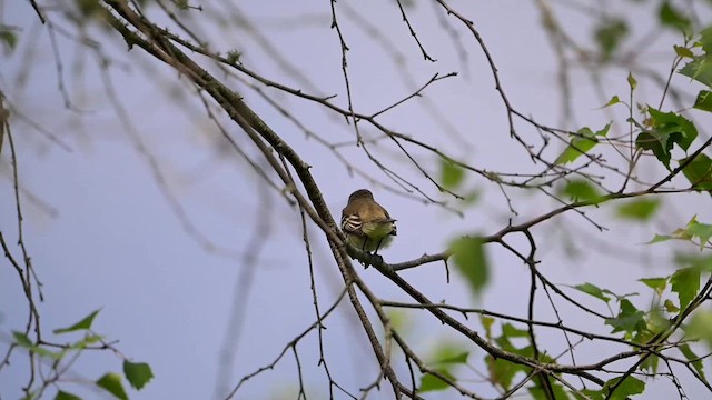 Willow Flycatcher - ML637023184