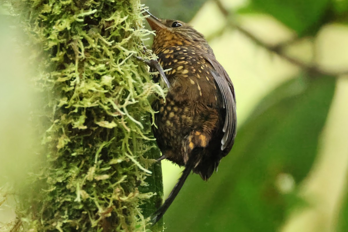 Spotted Barbtail - ML637023214