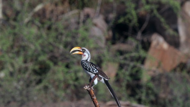 Eastern Yellow-billed Hornbill - ML637023226