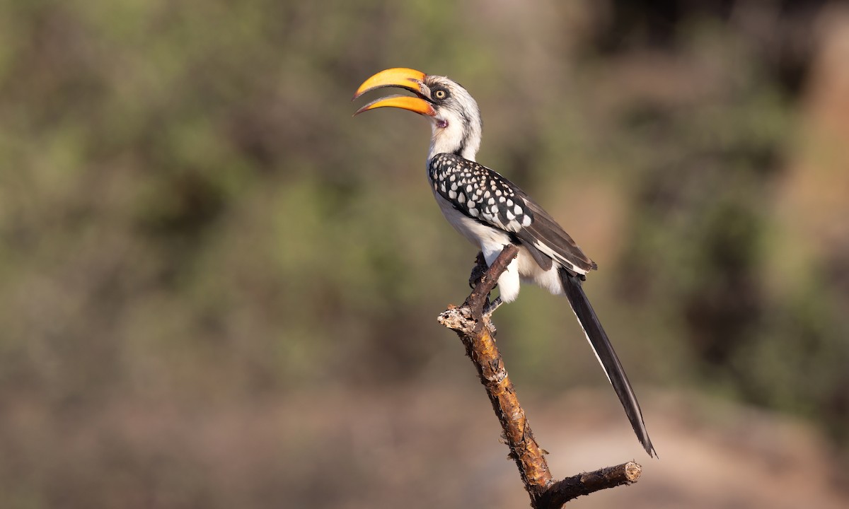 Eastern Yellow-billed Hornbill - ML637023266