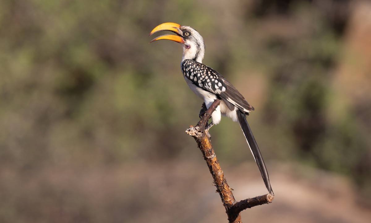 Eastern Yellow-billed Hornbill - ML637023267
