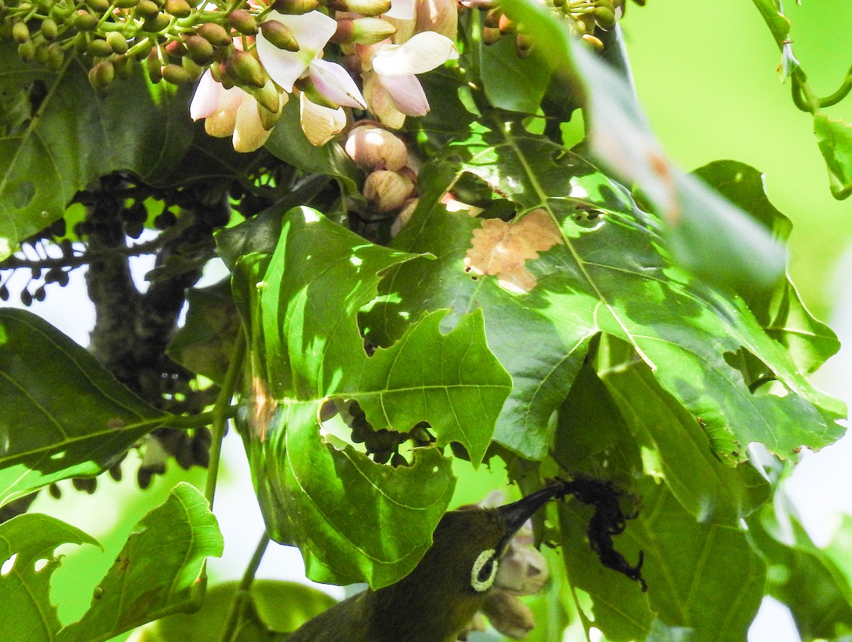 Swinhoe's White-eye - Pam Rasmussen