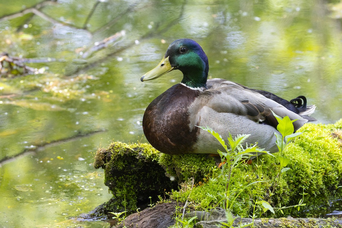 マガモ - ML637023330