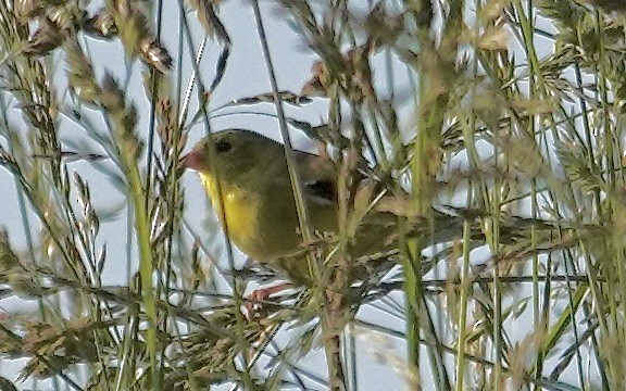American Goldfinch - ML637023365