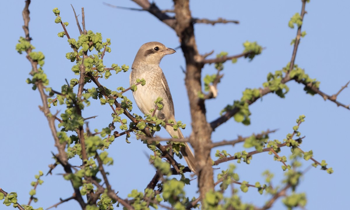 Red-tailed/Isabelline Shrike - ML637023399