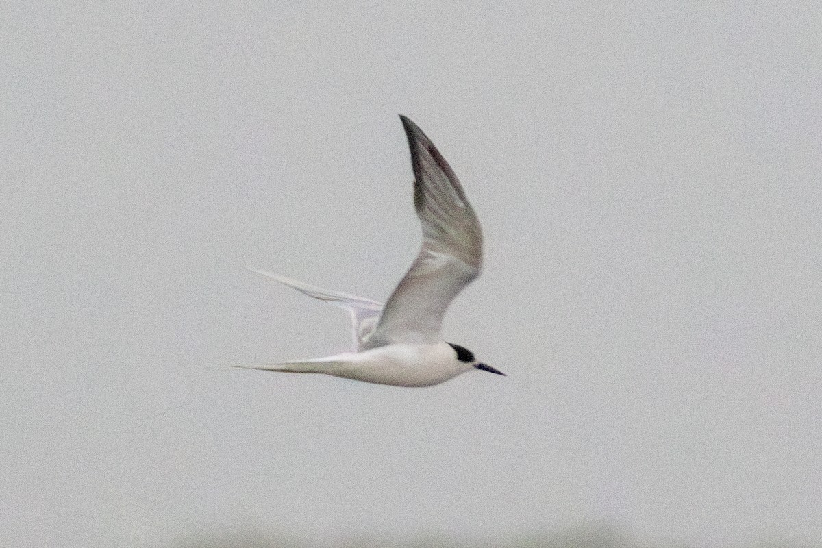 Common Tern - ML637023413