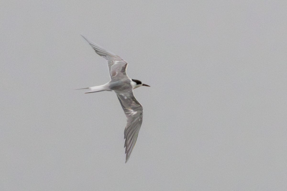 Common Tern - ML637023414
