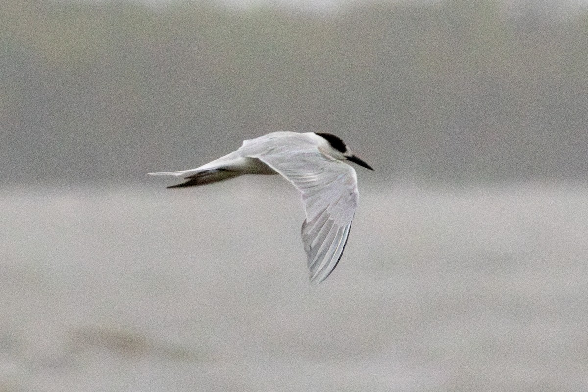 Common Tern - ML637023415