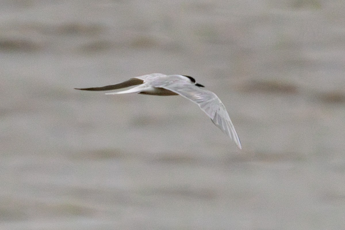 Common Tern - ML637023417